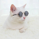 Chat Chien Lunettes de soleil